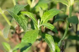 Buddleja davidii (Vlinderstruik) - afbeelding 18