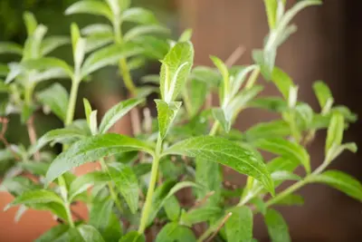 Buddleja davidii (Vlinderstruik) - afbeelding 19