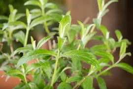 Buddleja davidii (Vlinderstruik) - afbeelding 19