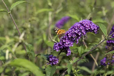 Buddleja davidii (Vlinderstruik) - afbeelding 23