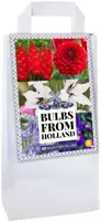 Bulbs from holland 125 stuks