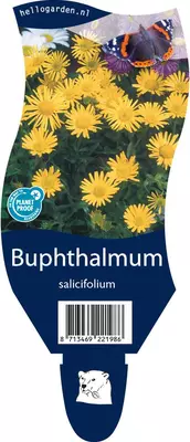 Buphthalmum salicifolium (Koeienoog) - afbeelding 1