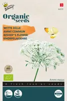 Buzzy® Ammi Majus, Witte Dille (BIO) - afbeelding 1