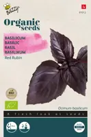 Buzzy® Basilicum Red Rubin (BIO) - afbeelding 1