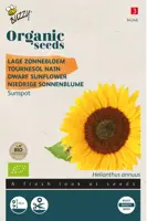 Buzzy® Helianthus, Lage zonnebloem Sunspot (BIO) - afbeelding 1