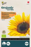 Buzzy® Helianthus, Reuzenzonnebloem giganteus (BIO) - afbeelding 1