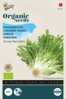 Buzzy® Krulandijvie Grosse Pancalière (BIO) - afbeelding 1