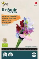 Buzzy® Lathyrus, Reuk- of Siererwt Spencer (BIO) - afbeelding 1