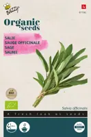 Buzzy® Salie (BIO) - afbeelding 1