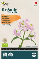 Buzzy® Saponaria, Koekruid Pink Beauty (BIO) - afbeelding 1