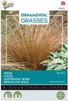 Buzzy Seeds - Grasses carex comans bronco - afbeelding 1