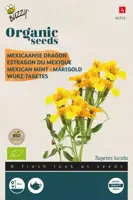 Buzzy® Tagetes Lucida, Mexicaanse dragon (BIO) - afbeelding 1