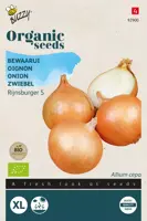 Buzzy® Ui Rijnsburger 5, bewaarui (BIO) - afbeelding 1