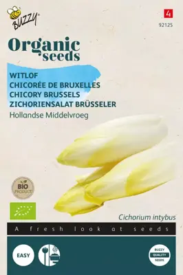 Buzzy® Witlof Hollandse Middelvroeg (BIO) - afbeelding 1