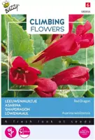 Buzzy zaden Climbing Flowers, Asarina, Leeuwenmuiltje Red Dragon - afbeelding 1