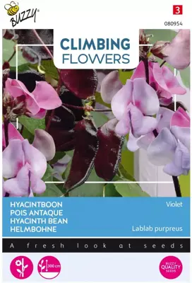 Buzzy zaden Climbing Flowers, Dolichos lablab, Hyacinthboon - afbeelding 1