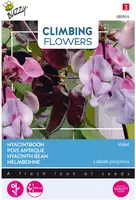Buzzy zaden Climbing Flowers, Dolichos lablab, Hyacinthboon kopen?