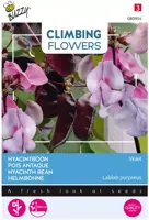 Buzzy zaden Climbing Flowers, Dolichos lablab, Hyacinthboon - afbeelding 1