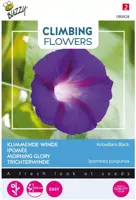 Buzzy zaden Climbing Flowers, Ipomoea Knowlians Black - afbeelding 1