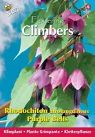 Buzzy zaden Climbing Flowers, Rhodochiton, Purple Bells - afbeelding 1