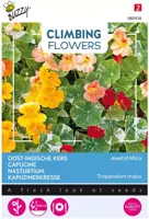 Buzzy zaden Climbing Flowers, Tropaeolum Jewel of Africa - afbeelding 1