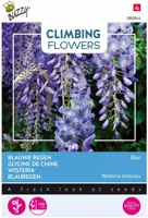 Buzzy zaden Climbing Flowers, Wisteria, Blauwe regen - afbeelding 1