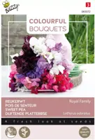 Buzzy zaden Colourful Bouquets, Royal Family (lathyrus) - afbeelding 1