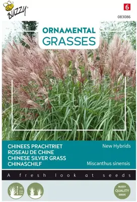 Buzzy zaden Grasses miscanthus neue hybriden | Bloemzaden - afbeelding 1