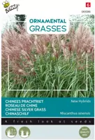 Buzzy zaden Grasses miscanthus neue hybriden | Bloemzaden - afbeelding 1