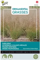 Buzzy zaden Grasses sporobolus heterolepis kopen?