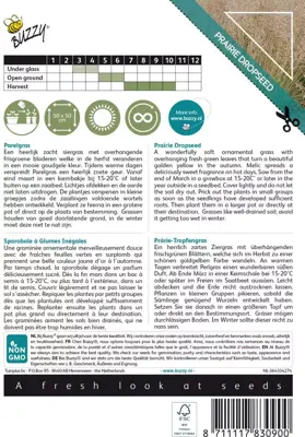 Buzzy zaden Grasses sporobolus heterolepis - afbeelding 2