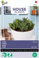 Buzzy zaden house plants Aloe gemengde soorten - afbeelding 1