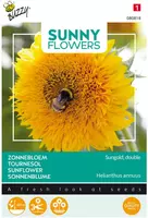 Buzzy zaden, lage Zonnebloem Sungold dubbelbloemig, Sunny Flowers - afbeelding 1