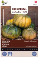 Buzzy zaden Ornamental Courgette Musque De Provence - afbeelding 1