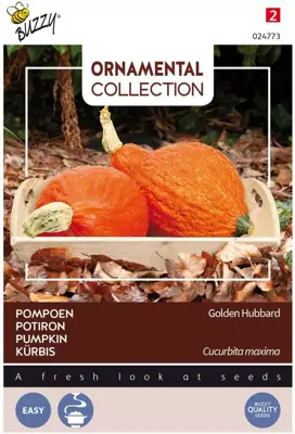Buzzy zaden Ornamental, Pompoen Golden Hubbard - afbeelding 1
