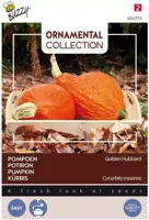 Buzzy zaden Ornamental, Pompoen Golden Hubbard - afbeelding 1