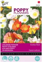 Buzzy zaden Poppy Flowers, IJslandse papaver - afbeelding 1