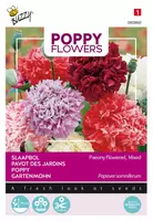 Buzzy zaden Poppy Flowers, Slaapbol Pioenbloemige papaver kopen?