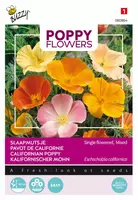 Buzzy zaden Poppy Flowers, Slaapmutsje kopen?
