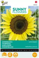 Buzzy zaden sunny flowers, Zonnebloem Lemon Queen - afbeelding 1