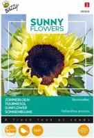 Buzzy zaden sunny flowers, Zonnebloem Moonwalker - afbeelding 1