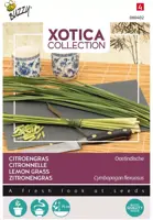 Buzzy zaden xotica Citroengras, Sereh kopen?