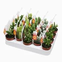 Cactus mix 14cm - afbeelding 1