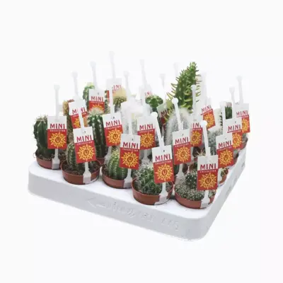 Cactus mix 8cm - afbeelding 1