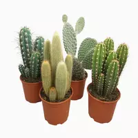 Cactus mix opgaande soorten h50cm - afbeelding 1