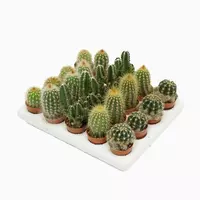 Cactus Mix (Verschillende soorten) 5cm - afbeelding 1
