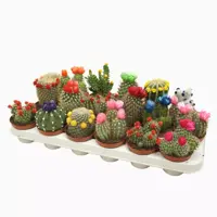 Cactus p8.5 strobloem mix - afbeelding 1