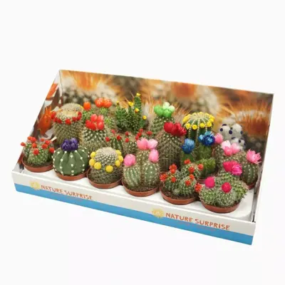 Cactus p8.5 strobloem mix - afbeelding 2