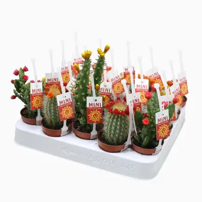 Cactus Strobloem mix (Verschillende Cactussen in Display) - afbeelding 1