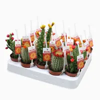 Cactus Strobloem mix (Verschillende Cactussen in Display) - afbeelding 1